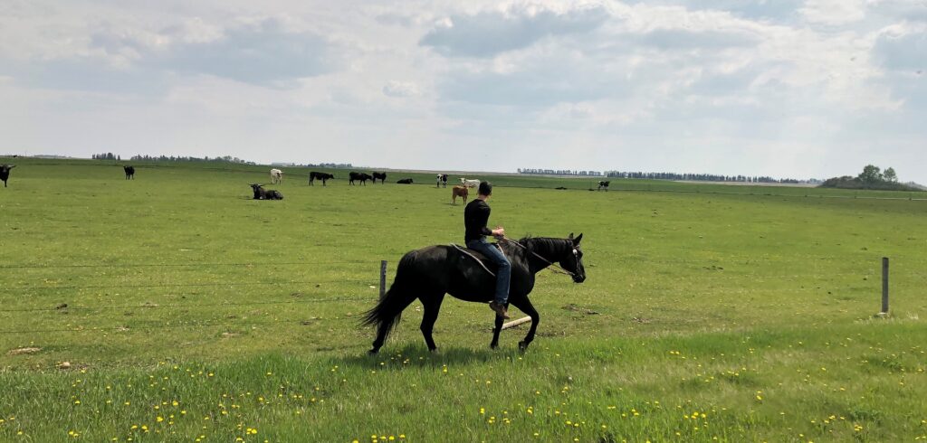 teen boy rides black horse by cows
