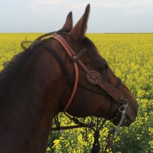 bay horse in canola field