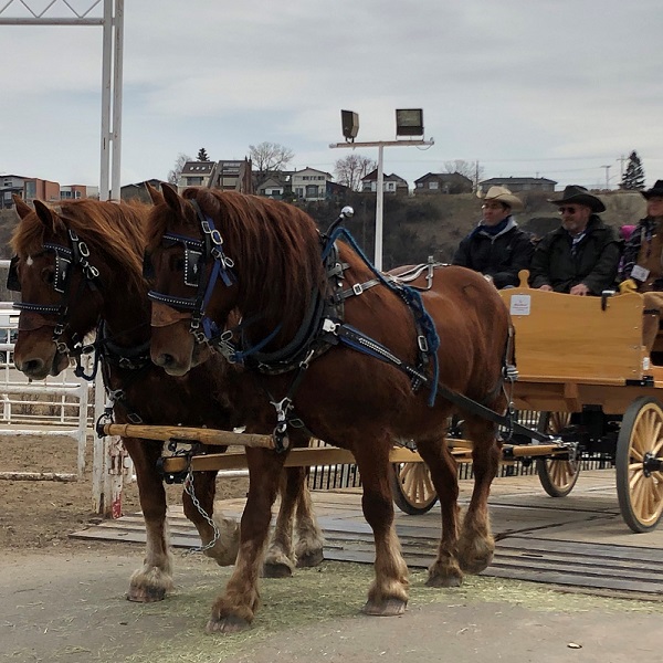 horse team and wagon