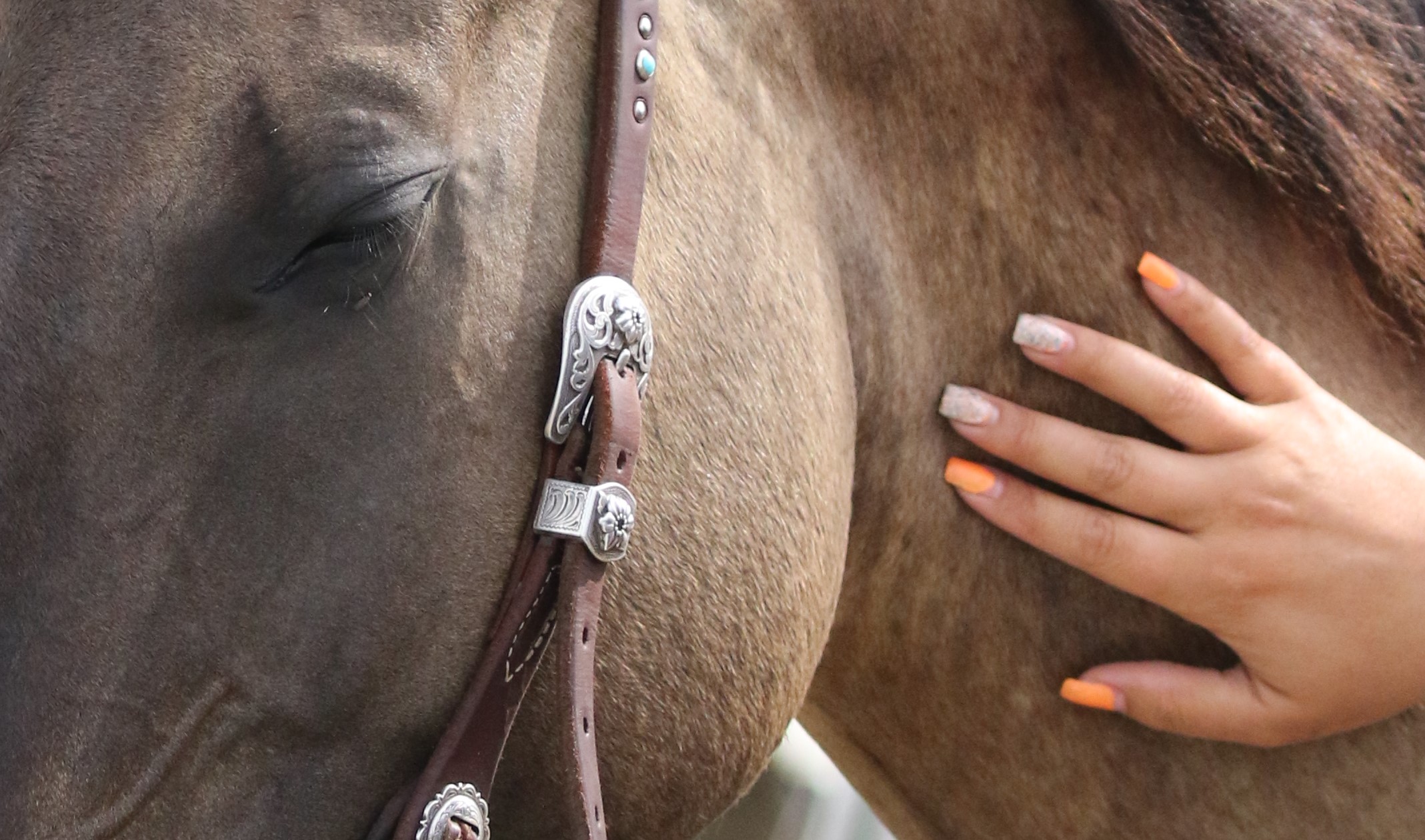 hand on horse